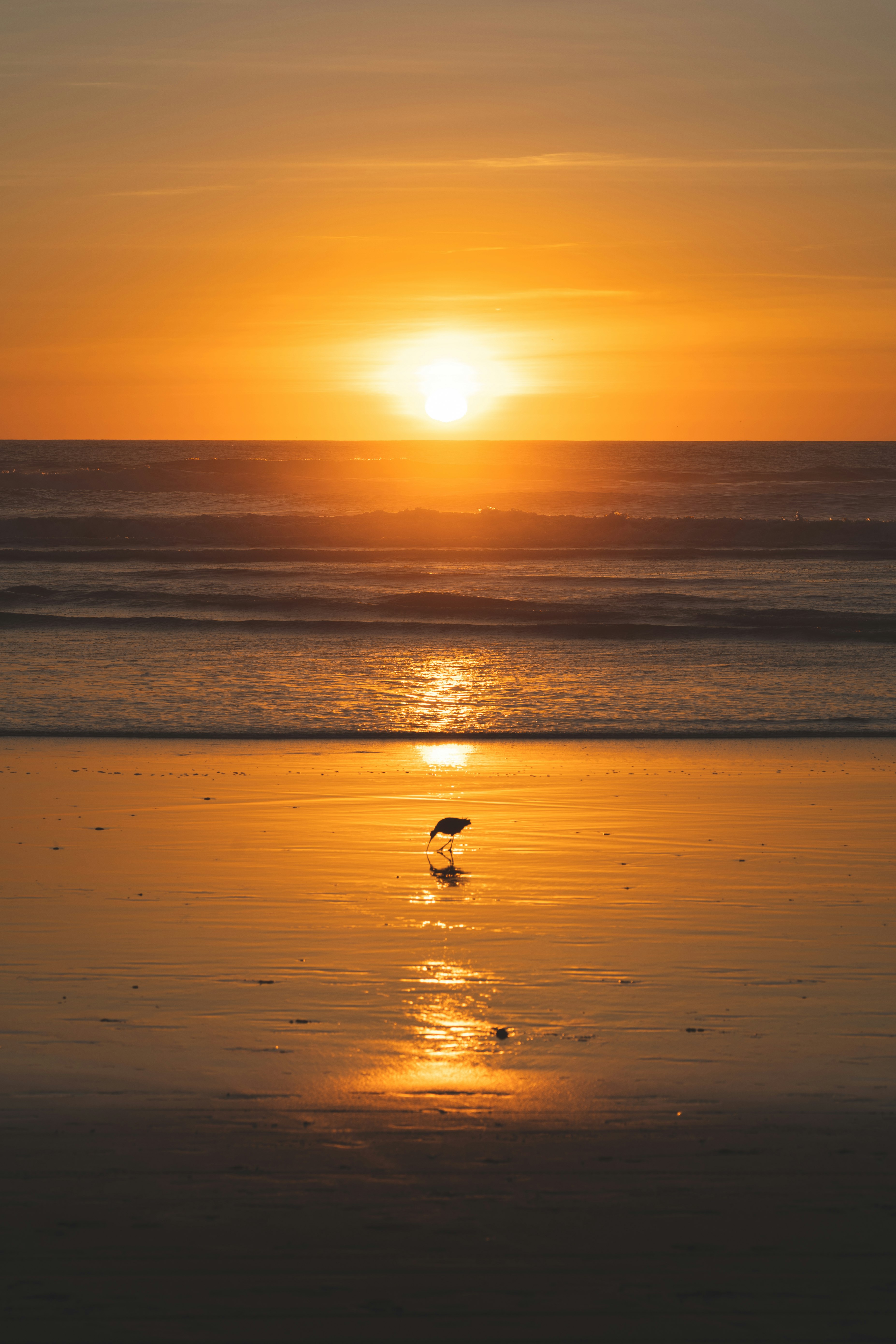 silhouette of bird on beach during sunset